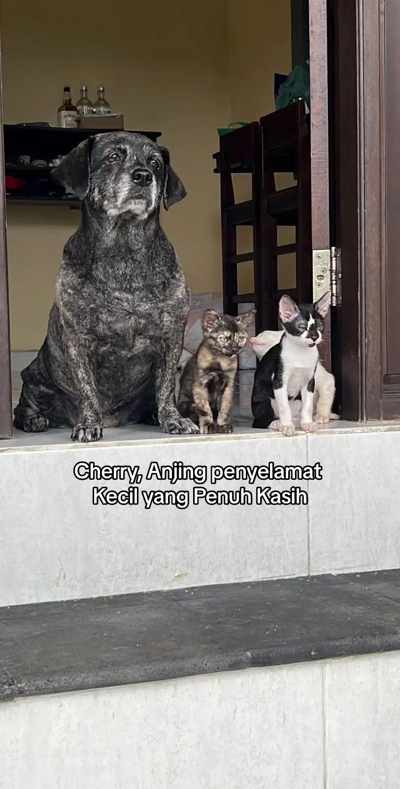 Cherry membuktikan bahwa kasih sayang tidak mengenal batas. Dia tidak hanya seekor anjing, tapi juga ibu yang penuh perhatian bagi tiga kucing kecil yang dulu tak punya siapa-siapa. 🥹 #cherry #mydog #mycats #doglover 