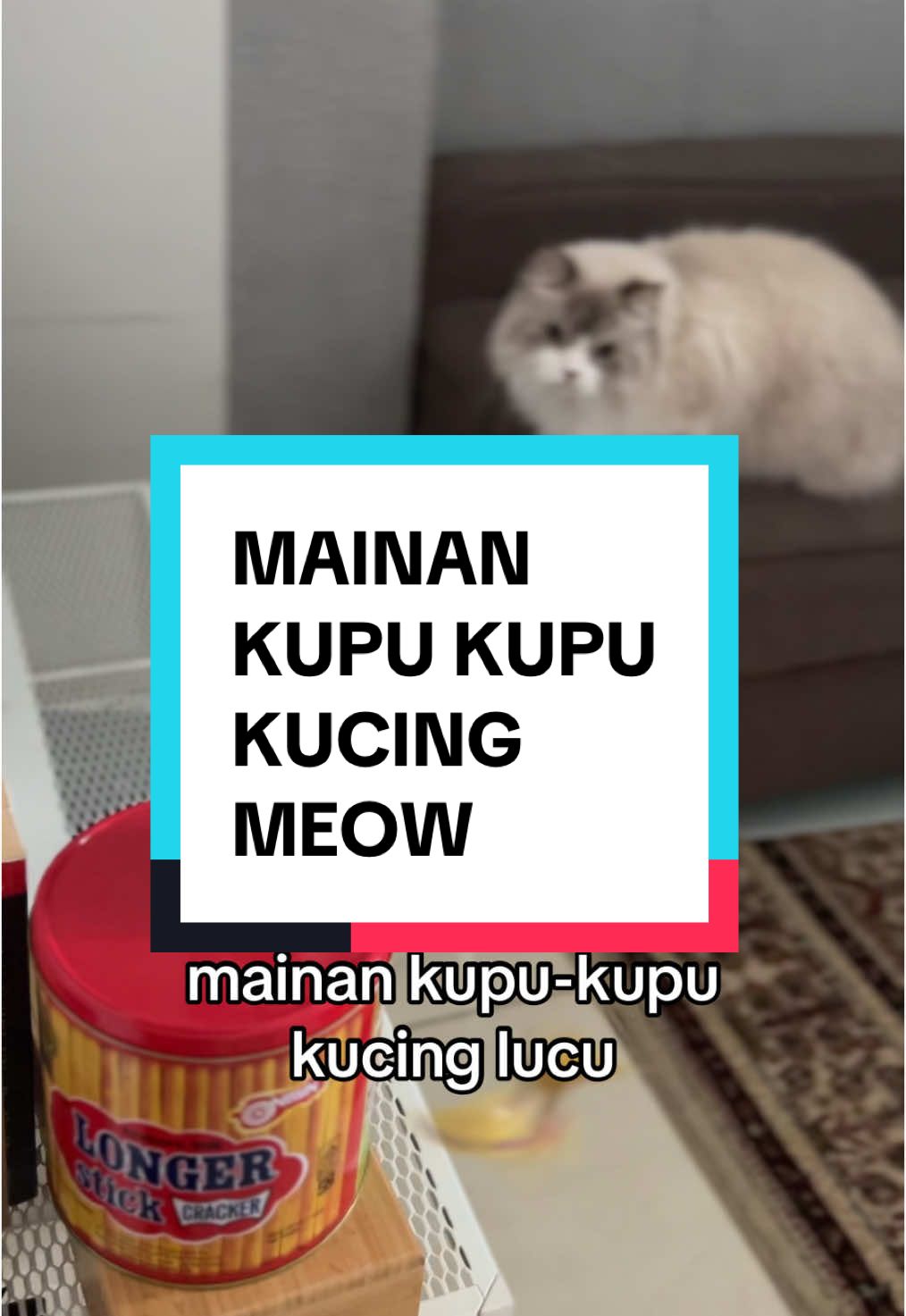 Dikejar dong Shiro kupu-kupunya 🐈