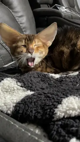 #bengals #bengal #bengalcat #cat #meow #animalsoftiktok #lazycat #elderlycatsoftiktok #funny #cats #catlover #fypage #foryoupage #catsoftiktok #foryou #loudmeow #loud #trending #trend #trendingvideo 