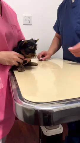 Official page Yorkie dogs 🐕💓 FaceTime open! Daily updates  Vaccinated & Dewormed & papers  #yorkie #yorkiesoftiktok #yorkiemom #yorkies #yorkielover #yorkiepuppy #yorkielife #yorkiepoo #yorkielovers #yorkielove #miniyorkie #miniyorkies #miniyorkiesofinstagram #miniyorkiepoo #miniyorkiegirl #miniyorkiesoftiktok #miniyorkiecors #miniyorkieboy #miniyorkiebreeder #toyyorkiepoo #toyyorkiesoftiktok #toyyorkiesofinstagram #toyyorkiebaby #toyyorkies #toyyorkieshireterrier #toyyorkiepuppy #toyyorkielife #teacupyorkiepuppies #teacupyorkiesforsale #teacupyorkiesoftiktok #teacupyorkiepoodle #teacupyorkiepoo #teacupyorkiepuppy #teacupyorkiesofinstagram #teacupyorkiepuppiesforsal #teacupyorkiepuppiesfors #teacupyorkiepuppyforsale #yorkieforrehoming #yorkieforsaleph #yorkieforever #yorkieforadoption #yorkieforlife #yorkieforsaleingeorgia #yorkieforyou #yorkieforadopt #yorkiefortiktok #teacupdogs #teacupdog #teacupyorkie #teacuppuppy #teacups #yorkipoosofinstagram #yorkipoos #yorkiepoodle #yorkieshireterrier #yorkieshitzu #yorkieshireterr #yorkieshirelove #yorkieshireterrierpuppy #yorkieshire #blackyorkie #yorkiepooforsale #yorkiepuppiesforsaleintexas #yorkiepuppiesforsaleingeorgia #yorkiepuppiesforsalecalifornia #yorkiepuppiesforsaleinpa #yorkiepuppieschicago #yorkiepuppiesforsalelasvegas #yorkiepuppiesforadoptioninalabama #yorkiepuppiesforadoption #yorkiepuppiesforsalenewyork #yorkieusa #yorkieforsalemaryland #yorkieforsaleatlanta #yorkieforsaleflorida #yorkieforsaleincalifornia #yorkieforsalega #yorkieforsalenj #fyp #viralvideo #tiktok #dogsoftiktok #dogs #dogsvideo #dogsoftiktokviral #dogsofinstagram #puppiesforsaleusa #puppiesforsaleintexas #puppiesforsalecalifornia #puppiesforadoption #puppiesforsaleutah #puppiesforall #puppiesforsaleinillinois #puppiesforsaleingeorgia #loveyou #traveltiktok #teacuppuppiesforadoption #teacuppuppiesforsale82 #teacuppuppies #teacuppuppyplanet #dailyvlog #duckytheyorkie #yorkiepom #yorkiepuppyforsale #yorkieforadopt #merleyorkie #merleyorkies #merleyorkiesforsaleinnewengland #merleyorkiesforsale #forsalenow #forsale  #partiyorkie #partiyorkiesoftiktok #partiyorkiesofinstagram #partiyorkieadventures #partiyorkieluv #partiyorkies #partiyorkie♥️♥️ #partiyorkiemom #partiyorkiesforsale #partiyorkiepuppy #blackyorkie #blackyorkiepoo #duckytheyorkie #biewerterrier #bieweryorkie #bieweryorkshireterrier #biewersforsale #biewers #biewerpuppy #bieweryorkshire #biewergirl #biewerterrier💗💗💗 #biewerterrier #dorkie #dorkiedog #dorkieyorkie #dorkie #redyorkiepoo #jacksontheyorkie #tuckerthepartiyorkie #chocolateyorkie #chocolateyfamily #yorkie2023 #yorkie2021 #yorkie2022 #yorkiesoftiktok #toypoodlesoftiktok #toypoodlepuppy #toypoodle #mixyorkie #onthisday #rushtok #morkie #morkiesoftiktok #morkiepuppy #morkies #morkiemommy #morkiepoo #morkiepuppies #morkiemom #morkielove #morkiesquad #salestips #sale #yearontiktok #yorki #yorkiepooforsale        