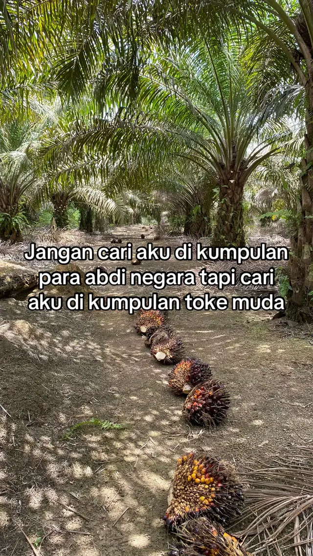 #fyp #foryou #petanimuda #tokesawitmuda #petanimuda #sawittiktok 