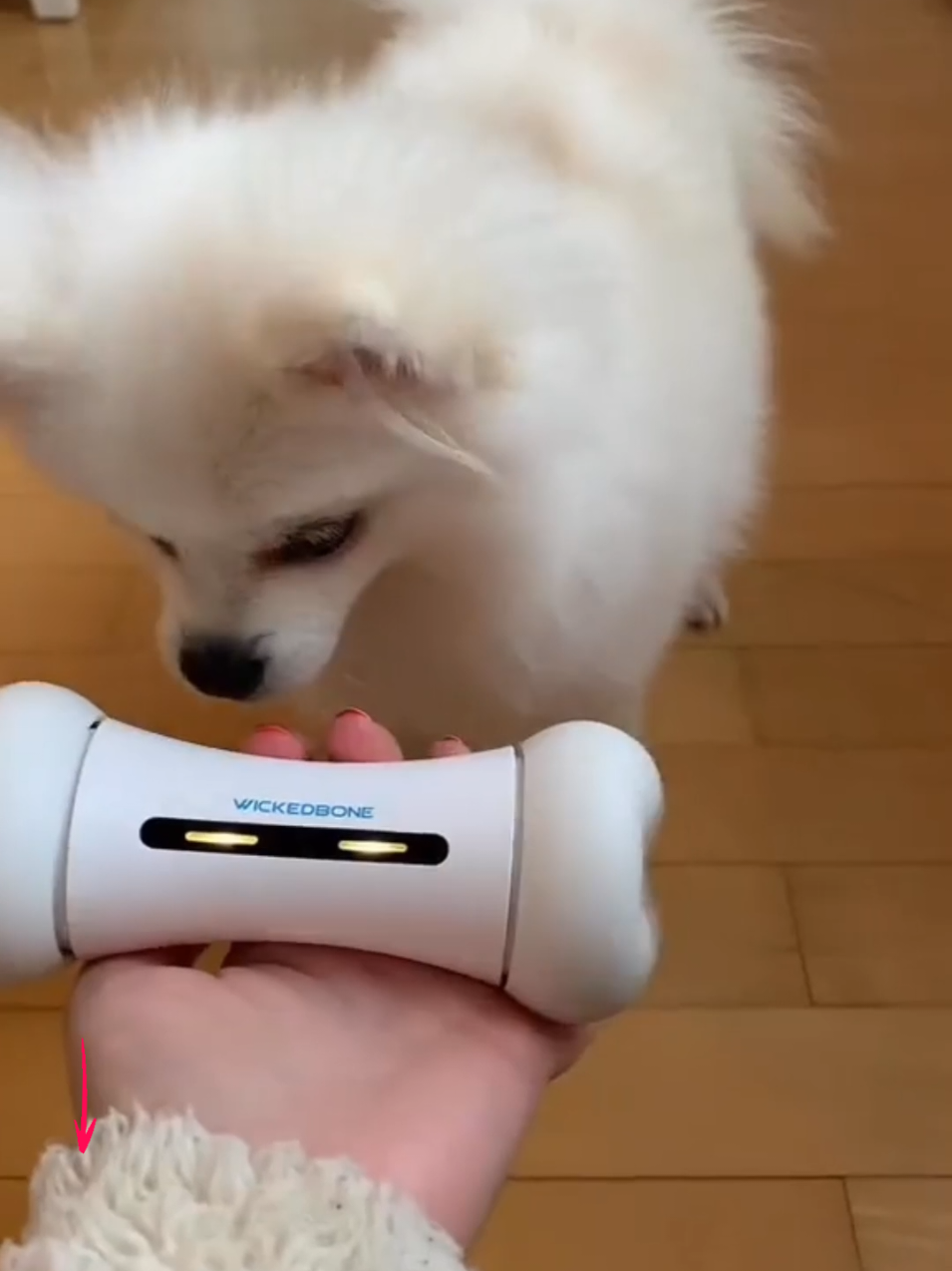 Witness your pup have so much energy & excitement with Wickedbone! 🤩💨 ‌featuring @pom_yeti on Instagram Did you know that boredom in dogs can lead to excessive chewing, barking for attention, and even anxiety? Enter Wickedbone—the ultimate smart & interactive dog toy designed to keep your pup entertained, active, and mentally stimulated! 🦴✨ ✅ Control it like a toy drone or let it move on its own ✅ Keeps dogs engaged with interactive play ✅ Helps prevent boredom and destructive behaviors Say goodbye to lonely pups and hello to endless fun! Who’s ready for playtime? 🐕💖 Tap the yellow basket & SHOP NOW! 🛒💛 ‌ #wickedbone #cheerble #dogbone #dogtoy #dogtoys #toysfordogs #toysforpups #sgdogs #lovefordogs #singaporedogs #doginteractivetoy #doginteractivetoys  #dogsofsingapore 