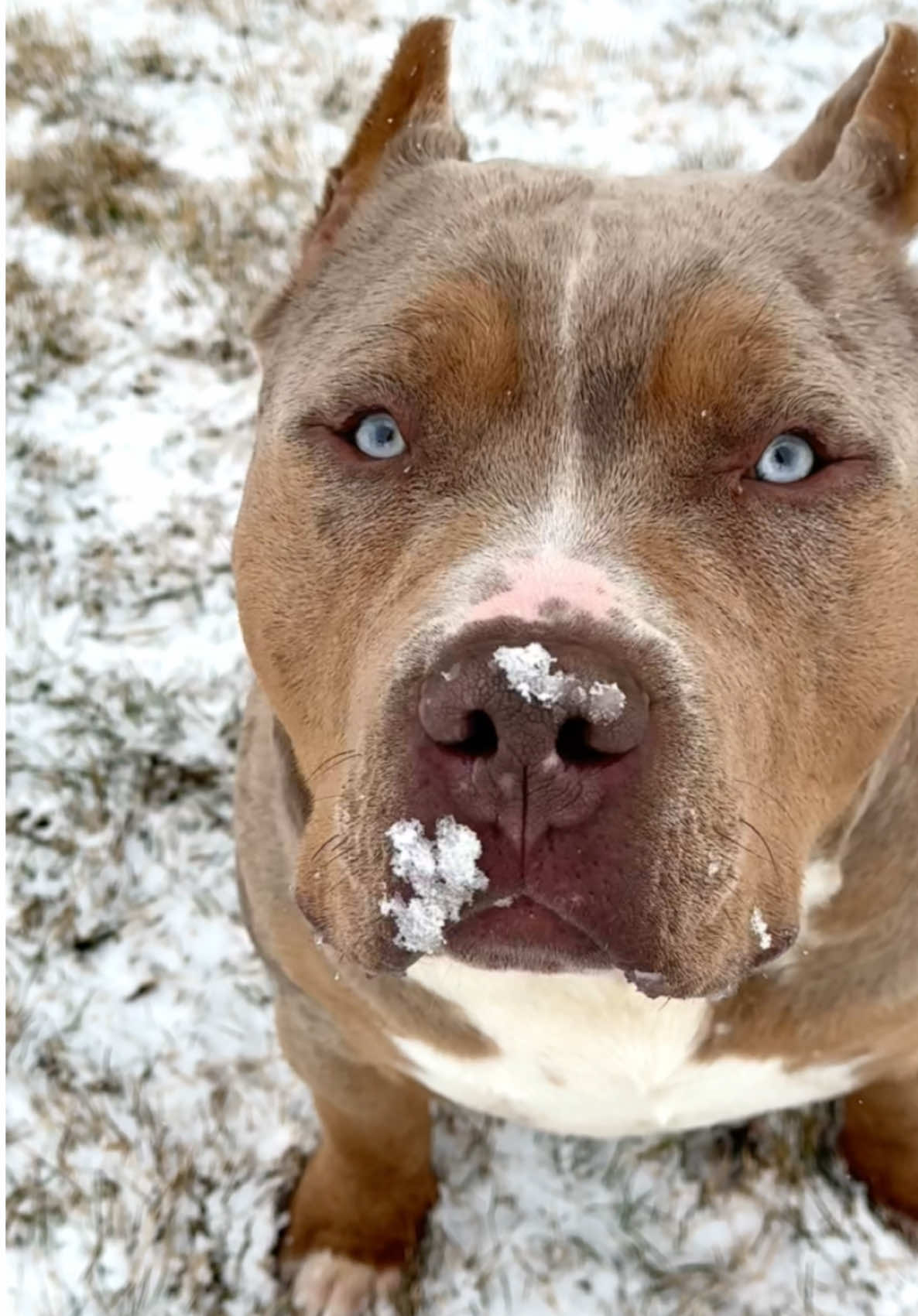 He’s perfect 😍 #perfect #americanbully #dogmom #ilovemydog 