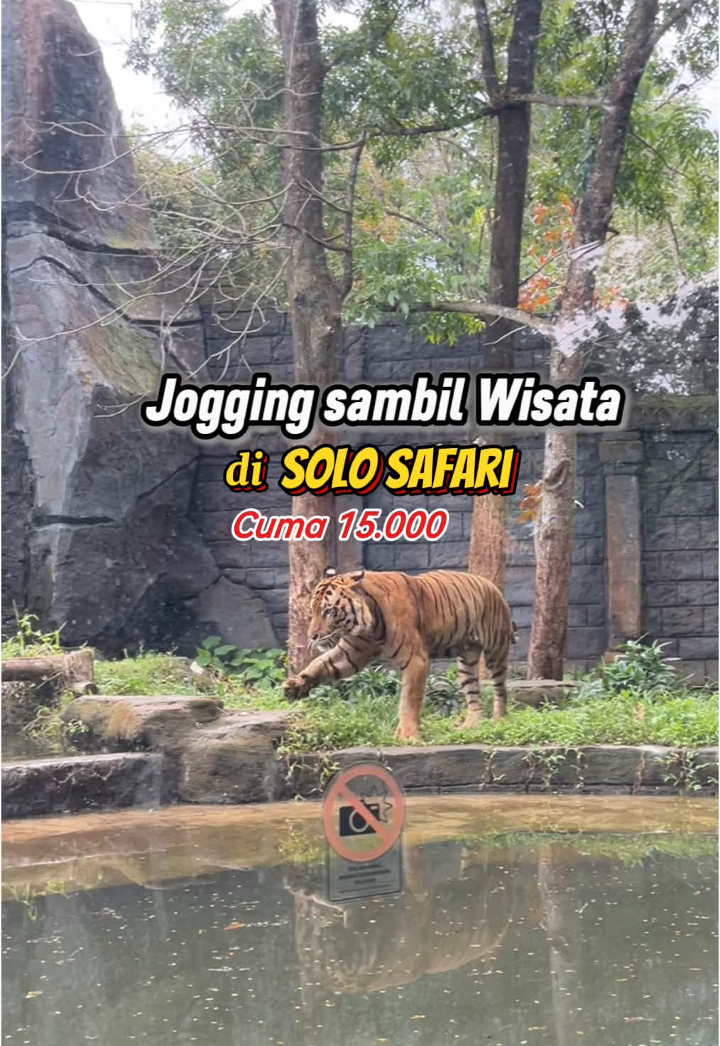 Berangakt jam 4 biar masih bisa liat Hewan 🥰🫶🏻 @SoloSafari.id  #solosafari #solo #joggingsolosafari #surakarta #solo24jam #fyp #viral #foryou 