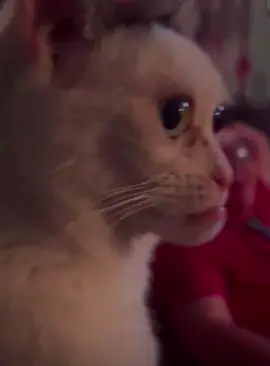 Unique looking cat.#cat #fyp #funny #funnyvideos #pet #cats #funnycat #funnytiktok 