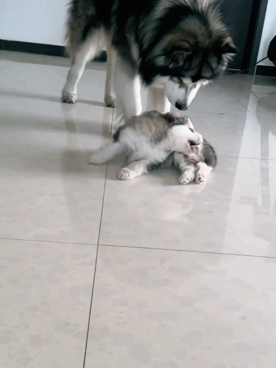 2 mẹ con 💞💞💞 #xuhuong #trend #viralvideo #funnyvideo #fyp #dog #cutedog 