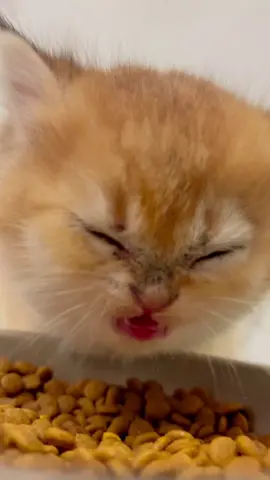 Cute kitty eat food #kittens #kittensoftiktok #kittenlove #fyp #kitten #cats #cute #kittentok 