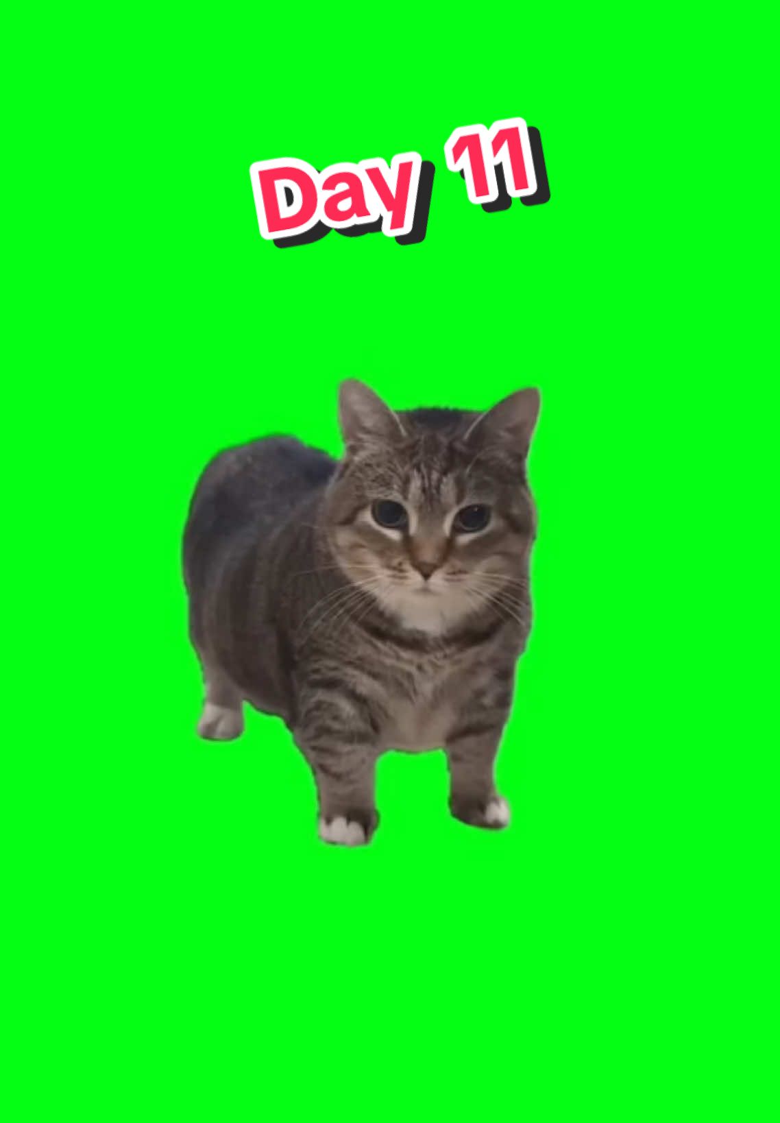 OllA Cat Day 11 #CapCut #oioioi #catmeme #cat #catlovers #foryou #fyp #greenscreenvideo 