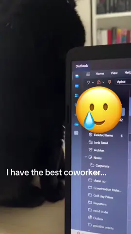 A little clingy but… #coworkers #fyp #cat 
