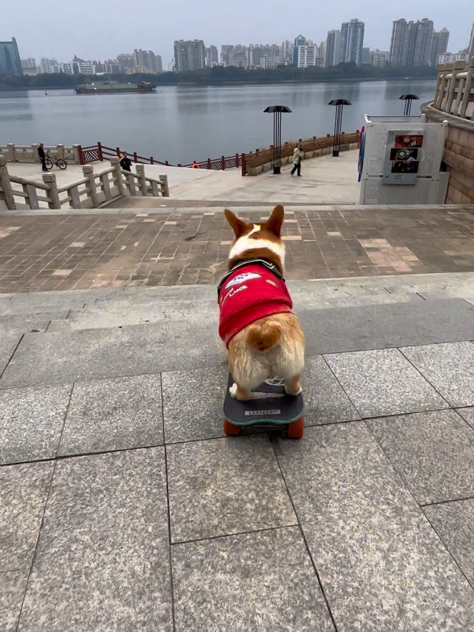 Turning every staircase into a skatepark #dog #dogsoftiktok #doglover #corgi #funny #pet #smart 