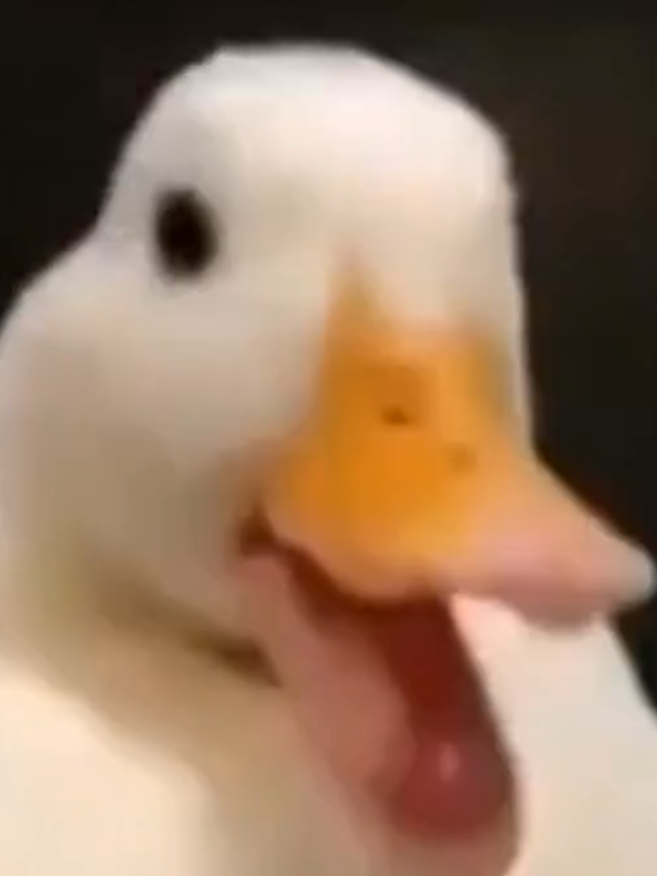 Coin #memes #pourtoi #france #english #foryou #foryoupage❤️❤️ #pourtoii #meme #duck #white #canard #blanc 