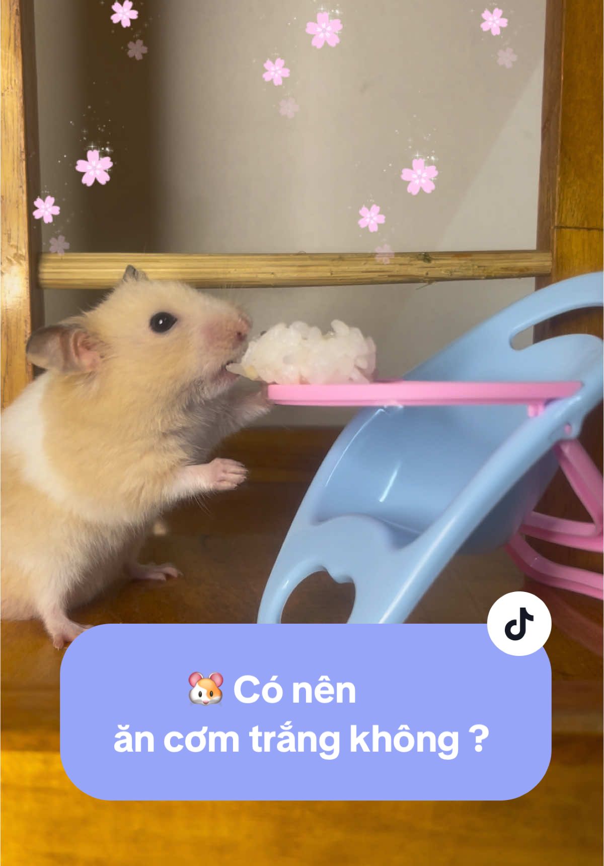 Trả lời @Mina  Hamster Đại Dé mukbang cơm trắng #daide #tieude #pet #hamsters #mukbang #anuong #yummy #funny #lovely #xh #trend #chualanh #healing #tiktok