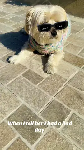 #dog#animal#funny#dog#disappointed#fypシ゚ 