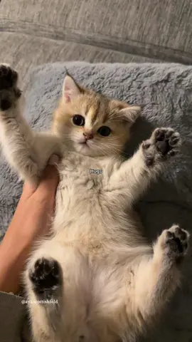 Princess Amira  #cutekitten #kitten #fypシ゚viral #fyp #scottishstraightkitten #viral #views #scottish_straight #tiredkitten #kisses #whitescottishfold #catvideo #sleepykitten #scottishstraight 