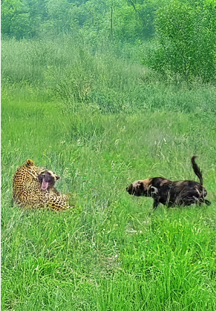 Leopard assassinates wild dog