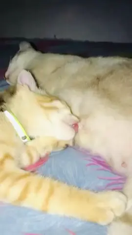 #creatorsearchinsights  #cat #southafricatiktok#usa  #africa#america  #SAMA28 #likes #likee #matingseason #creatorsearchinsights #trend #trending #makemetrend #animals #mating #tiktok #viral #foryoupage #foryou #makeme #makemefamous #viralvideo #trendingvideo #makemetiktokfamous