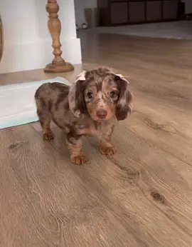 Ready for adoption 🥰#dachshund #dachshundsofinstagram #feature #sausagedog #doxie #sausage #minidachshund #dachshundlove #dachshundoftheday #wienerdog #teckel #dachshundpuppy #sausagedogcentral #miniaturedachshund #weinerdog #dachshunds #doxiesofinstagram #doxielove #dackel #dachshundappreciation #dachshundappreciation #doglifestyle #dachshundsoftiktok 