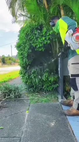 Love the last clips #garden #gardentok #cleaning #cleaningasmr #trimming #hedges #gardencleaning #lawncare #yardwork #jardin #massfollowing #tiktokmassfollowing 