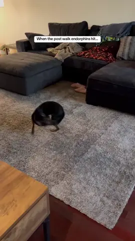 #dog #dogs #dogsoftiktok 