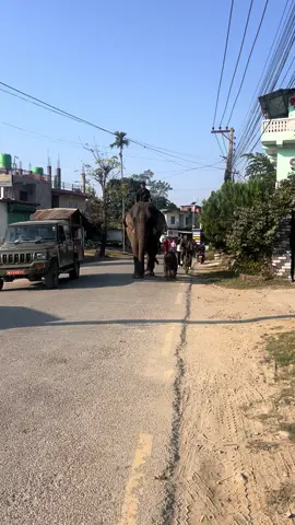 #sauraha_chitwan🇳🇵 #foryou #chitwan #fyp #viralvideo #elephantbaby #rhino 