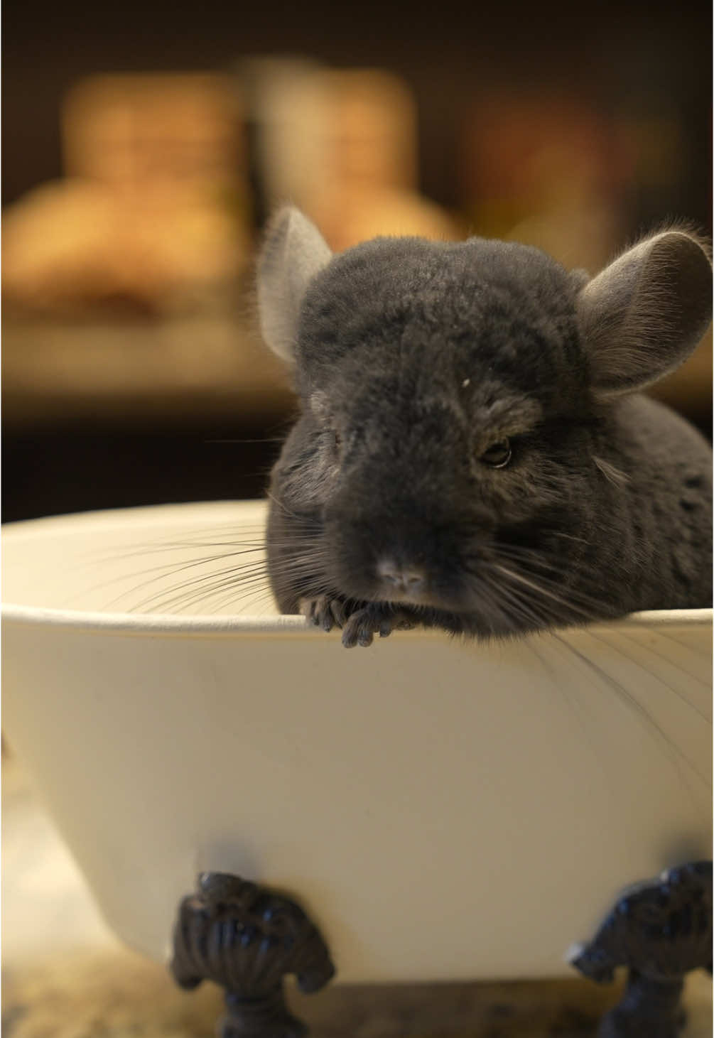 everybody at the bar getting dusty🎶🐭 What music video should she make next?  #chinchilla #petinfluencer #chinchilladustbath 