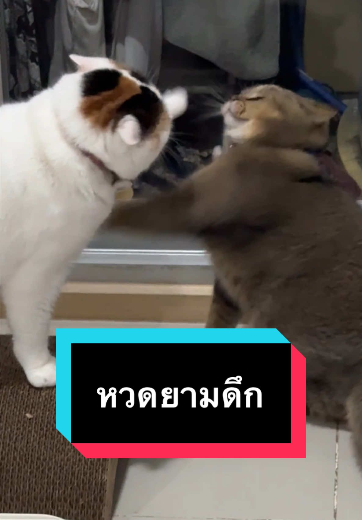 ติดคริทุกช็อต #มูมินแมวเหนียง #มู้ดดี้แมวแสบ #แมว #แมวน่ารัก #แมวอ้วน #สวนสัตว์tiktok #cat #catsoftiktok 