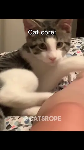 Cat core  DM for credit or removal request (no copyright intended for footage video and music) © All rights and credits reserved to the respective owner(s) #catcore #core #catcore🐈 #funnycat #cats #cat #catlover #catlife #funnycats #catlovers #funny #meow #catoftheday #catloversclub #catmemes #pets #funnyvideos #catlove #catmeme #pets #funnymemes 