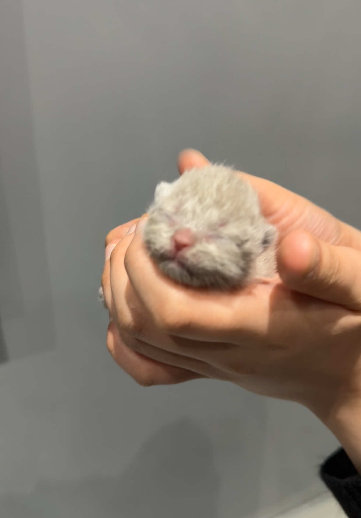 Lilac British shorthair 🩷💕 #britishshorthair #bshkitten #kittensoftiktok #lilacbsh #cuteee #dreamkitten #adorable #cattok #foryoupage❤️❤️ #uk 