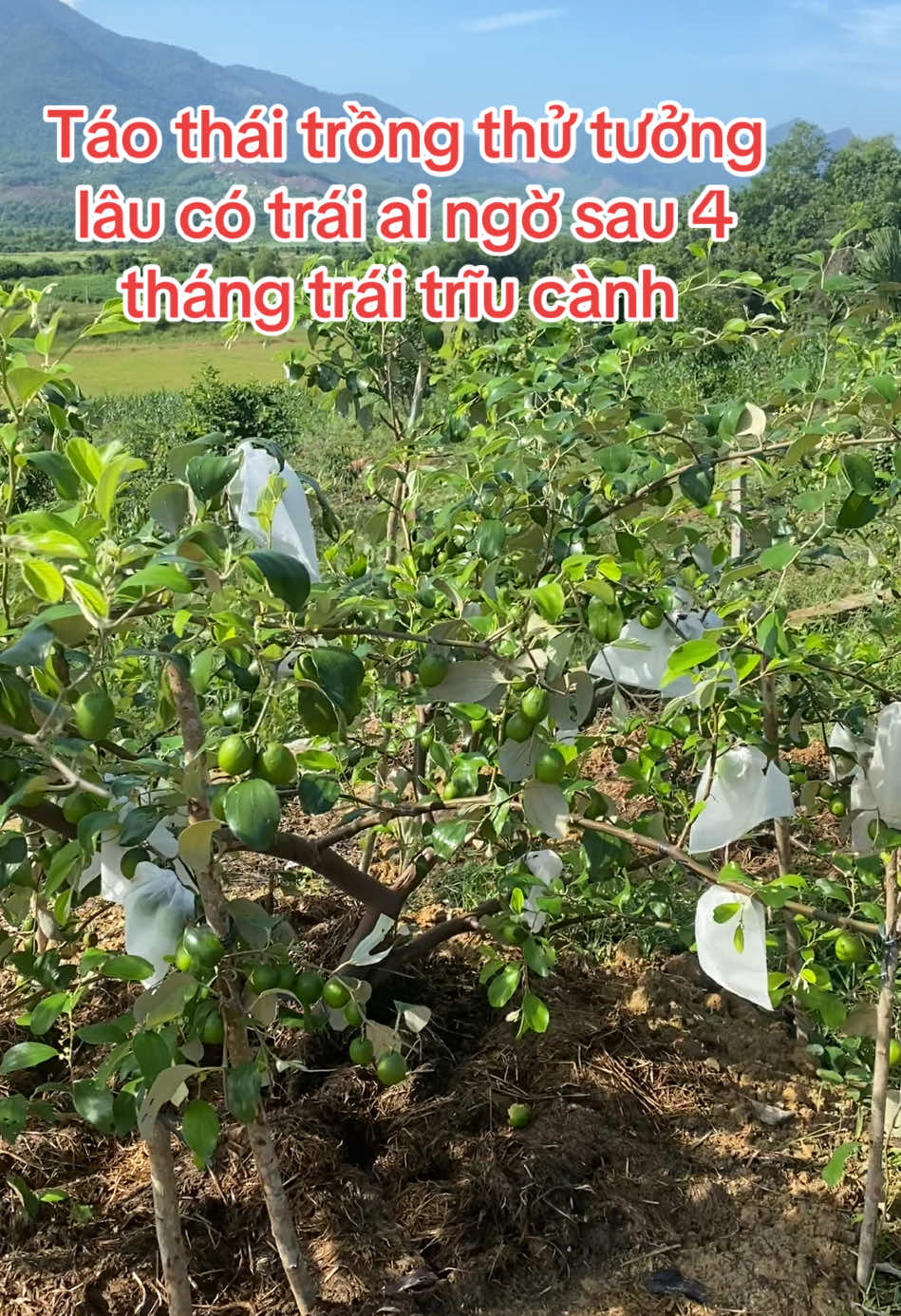Táo thái dễ trồng,có thể trồng chậu trên sân thượng cũng được luôn #taphoadaury #caytaothai #taothaidaxanh 