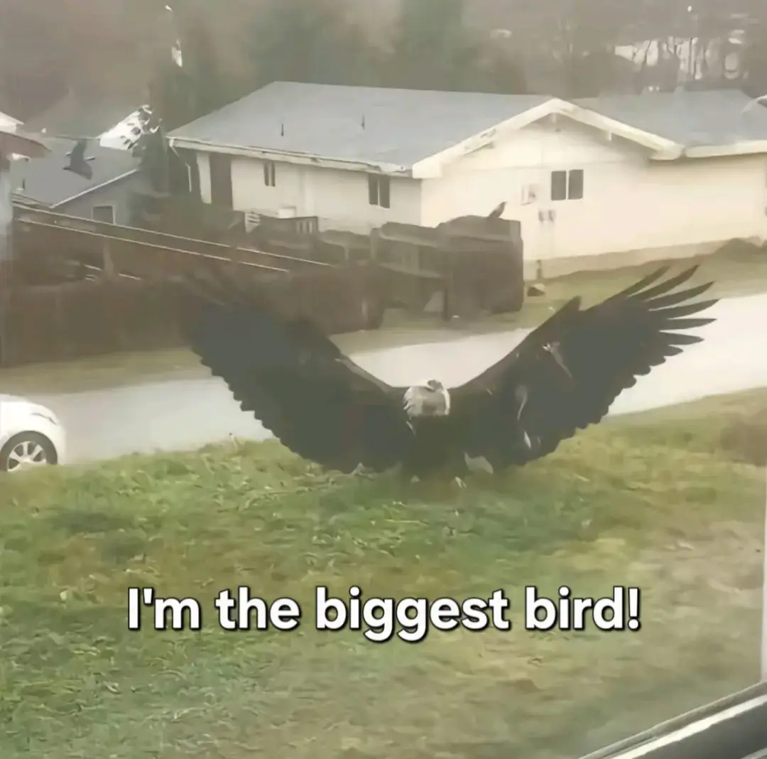 #bird #argentavis #mystery #fyp 
