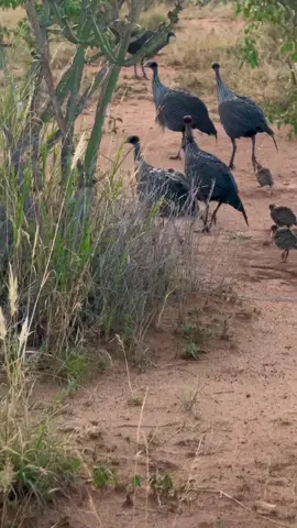 Valturine Guineafowl in his Natural Habitat  #nature #bird 
