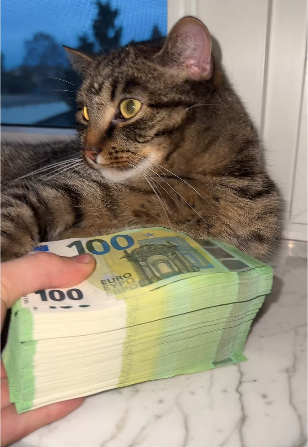 MONEY HUGS💶🐅 #cat #money #hugs #Love #cash #fyp 