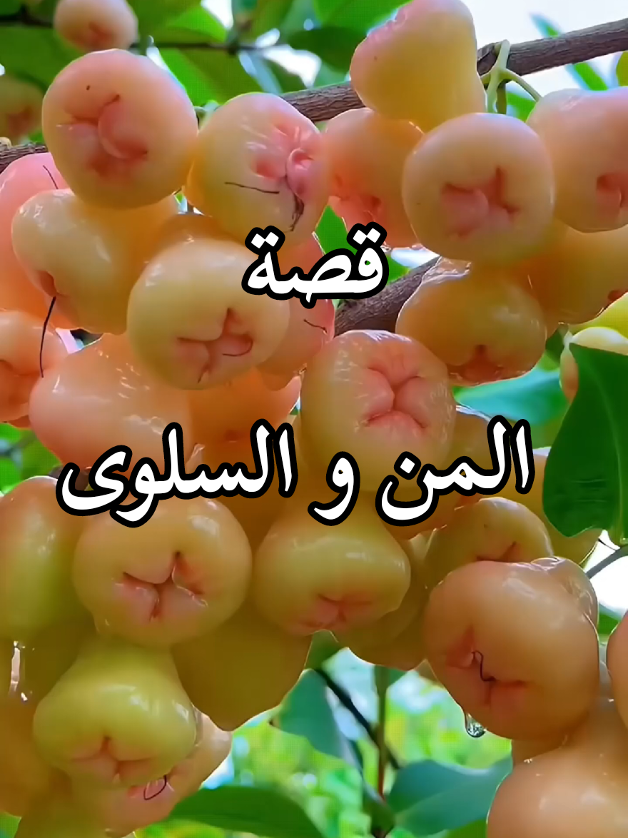 ماهو المن والسلوى#الشنقيطي #قصص_واقعية #قصص_حقيقيه #قصص_واقعية #اللهم_صلي_على_نبينا_محمد #fyp 