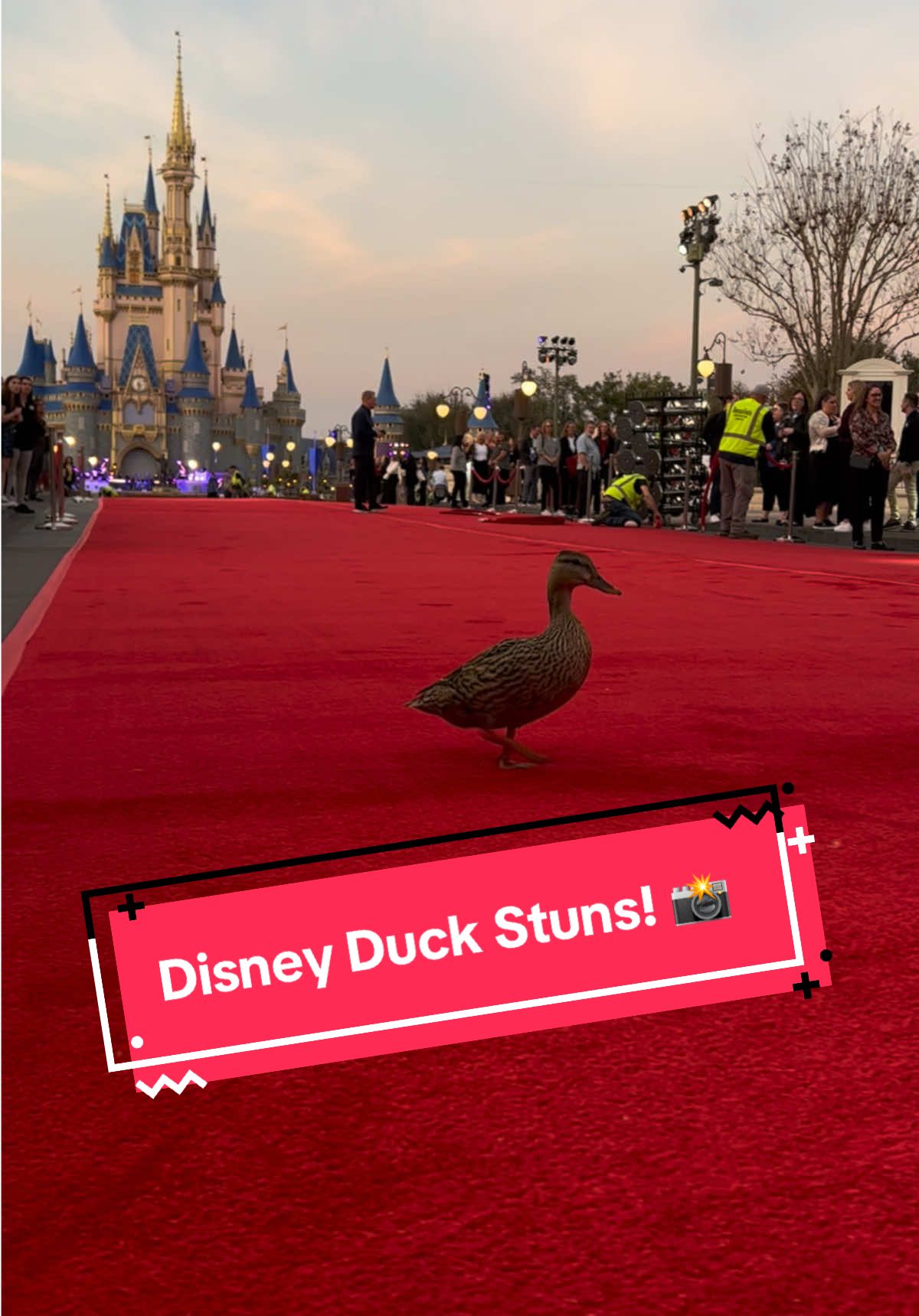 BREAKING: VIP Disney duck stuns on Service Celebration red carpet 🦆‼️ #Disney #DisneyParks #DisneyWorld #MagicKingdom #DisneyCastLife #DisneyDucks #RedCarpet 