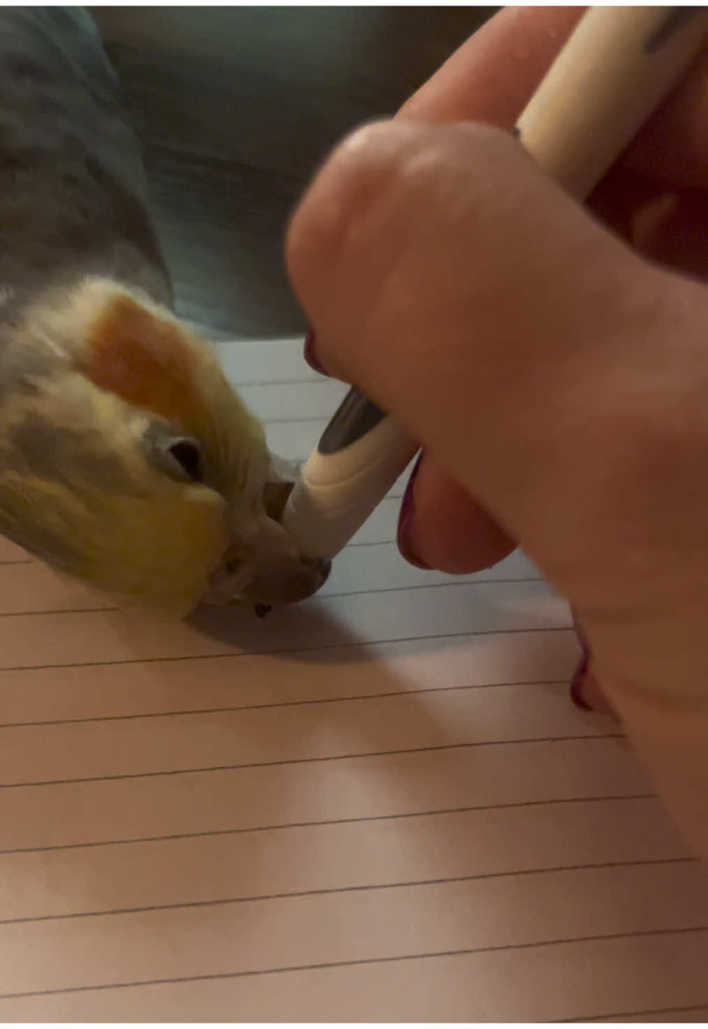 🐦🥰#cookiethebird #wingsofterror #cockatiel #parrot #cockatielsoftiktok #prettybird #talkingparrot #parrotlove #crazyparrot #petbird #petparrot #funnyparrot #попугай #корелла #кореллапопугай #попугайкорелла #смешнойпопугай 