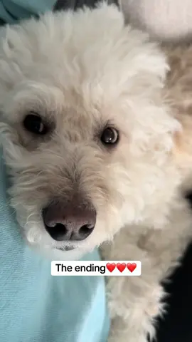 We don’t deserve dogs❤️ #goldendoodlesoftiktok #dogmama 