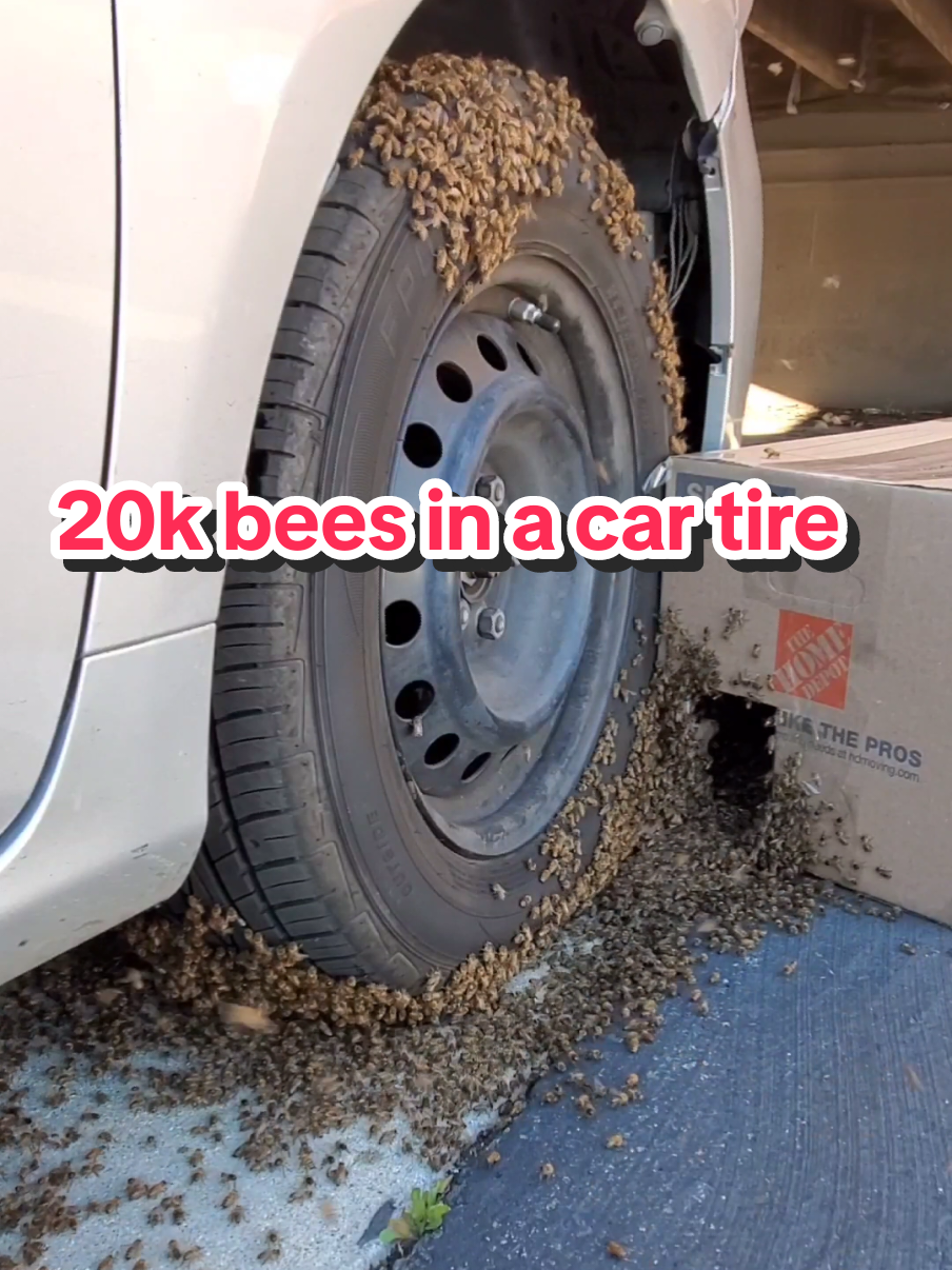 Tire(d) of bees? Well that's too darn bad! 🐝🚗 #cartok #animalsoftiktok #bee #timelapse 