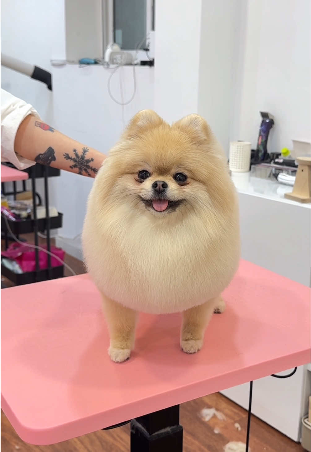 ✂️🧡💛 #groomin #grooming #Love #dogsoftiktok #dog #pomeranian #lovely #puppy #fyp #반려동물 #포메라니안 #foryou #viral #포메미용 #포메틱톡 #doggy#groom 