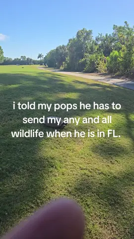 #florida #wildlife #onthelanai 