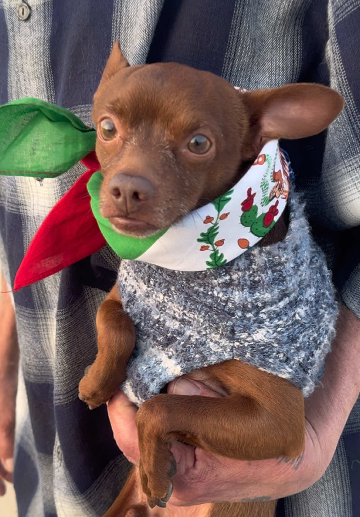 🐕🐕Pepe Representing Chihuahua ##pepe##Sanbernardino##bandana##mexico##chihuahua