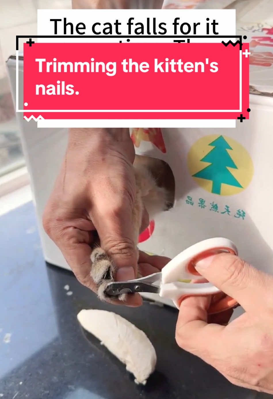 Trimming the kitten's nails.