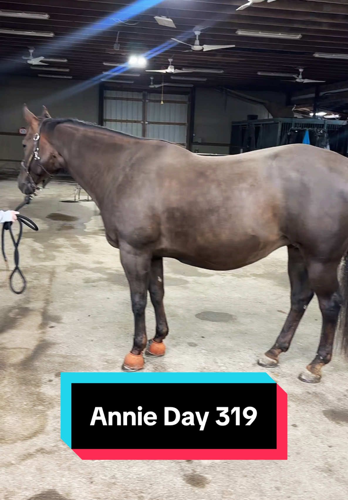 Annie is 319 days pregnant!🐴💕
