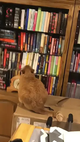 Cat knocks over things#cat #funnycat #funnyvideos #usa🇺🇸 #pet #animals 
