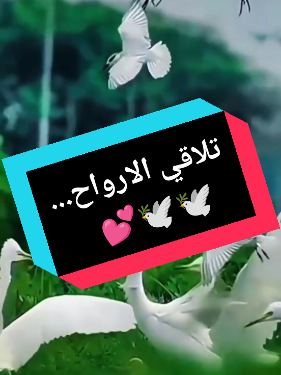 #تلاقي #الارواح #في #الحب #1 #توافق #العواطف #2 #التواصل #الروحي #3 #الشعور #ب #الامان #4 #تجاوز #الزمان #والمكان #اكسبلووووور #tik_tok #pourtoi #meryam #💕🌹💐 #مريم #🇲🇦 