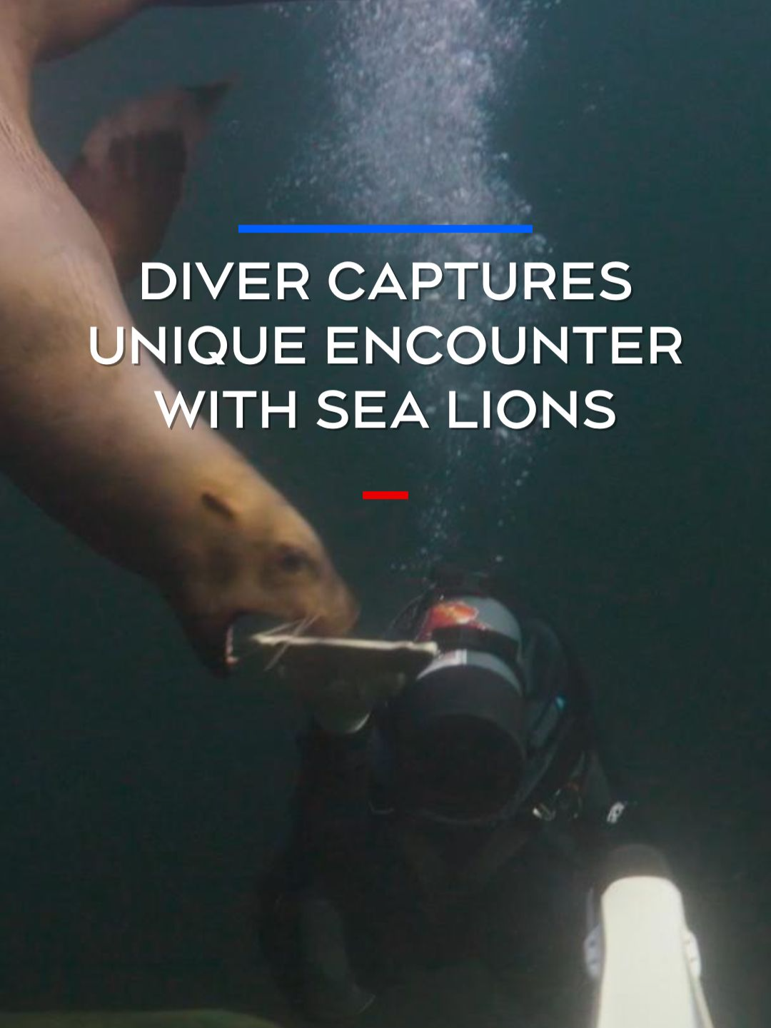 A B.C. diver says he was lucky he was able to capture a remarkable encounter with a herd of playful sea lions on camera. Andrew Johnson has the story. #sealion #wildanimals #vancouver #Canada #ctvnews