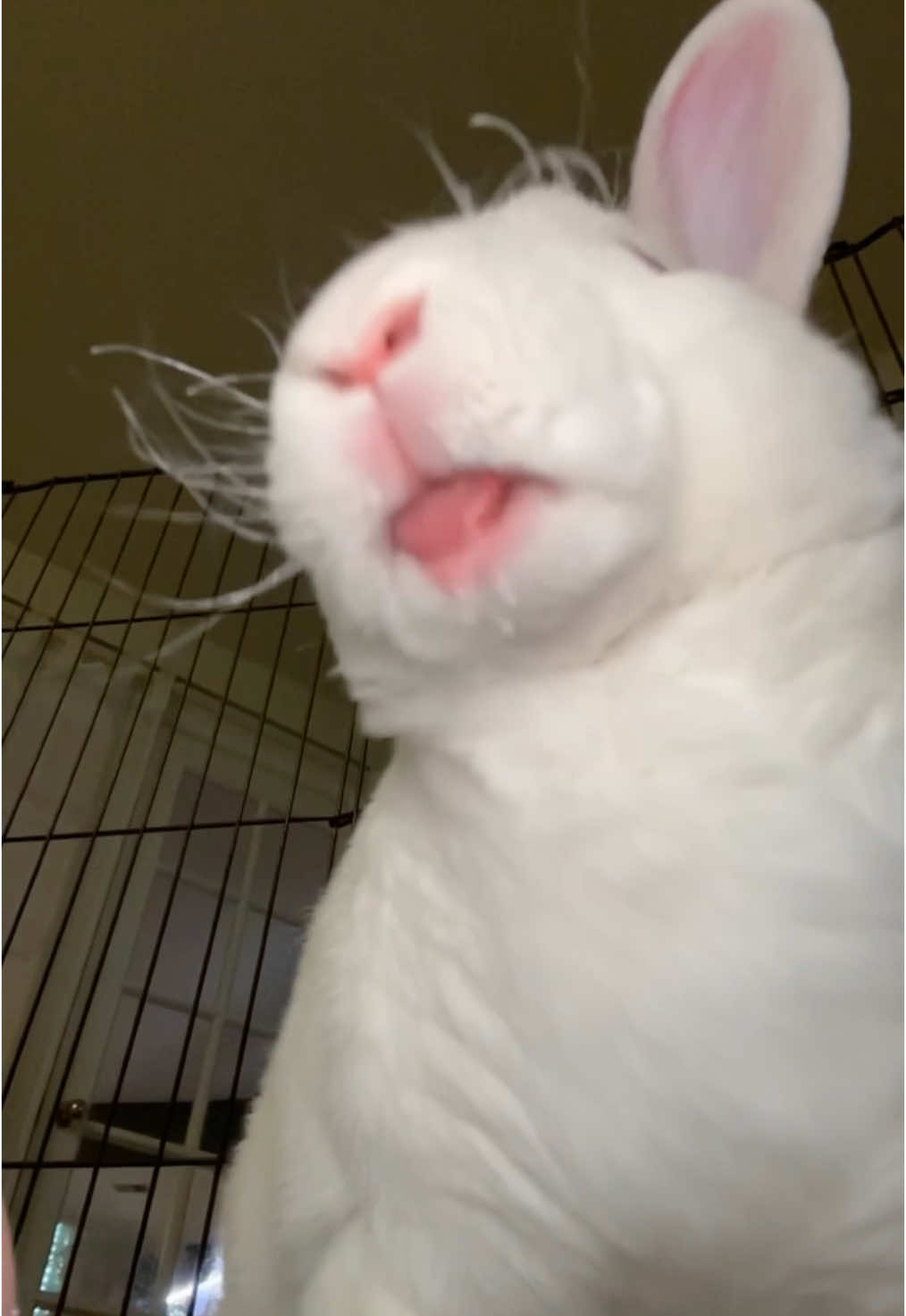 Had to repost this without words cause i love it #rabbit #bunnies #bunniesoftiktok #rabbitsoftiktok #animals #petsarefamily #funny #lipslikesugar #rabbitsofinstagram #bunniesofinstagram #fyp #fypシ゚viral #fypage 