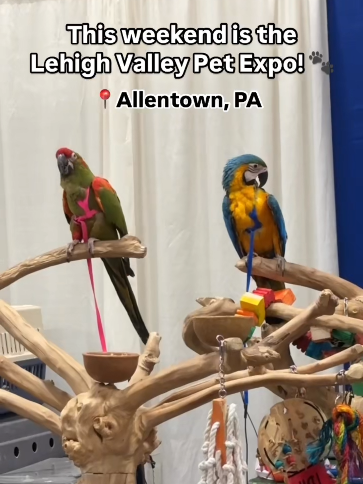 The Lehigh Valley Pet Expo returns to the Agri-Plex at the Allentown Fairgrounds this Saturday & Sunday, for its 11th year! 🐾🐍🐶🐱🦎🐰 Enjoy thrilling dog competitions, family-friendly educational programs, pet adoptions, and over 100 exhibits showcasing the latest pet products! 🦴 Dogs on leashes are welcome, and several local rescue groups will have adoptable pets. ❤️🥰 Share with a fellow pet lover! 🙌 Saturday, February 1, 2025 10:00 AM to 7:00 PM Sunday, February 2, 2025 10:00 AM to 5:00 PM 📍 The Agri-Plex at the Allentown Fairgrounds 302 North 17th Street, Allentown, PA 18104 • • • • #lehighvalleypetexpo #petownerslehighvalley #dogmomslehighvalley #discoverlehighvalley #allentownpa