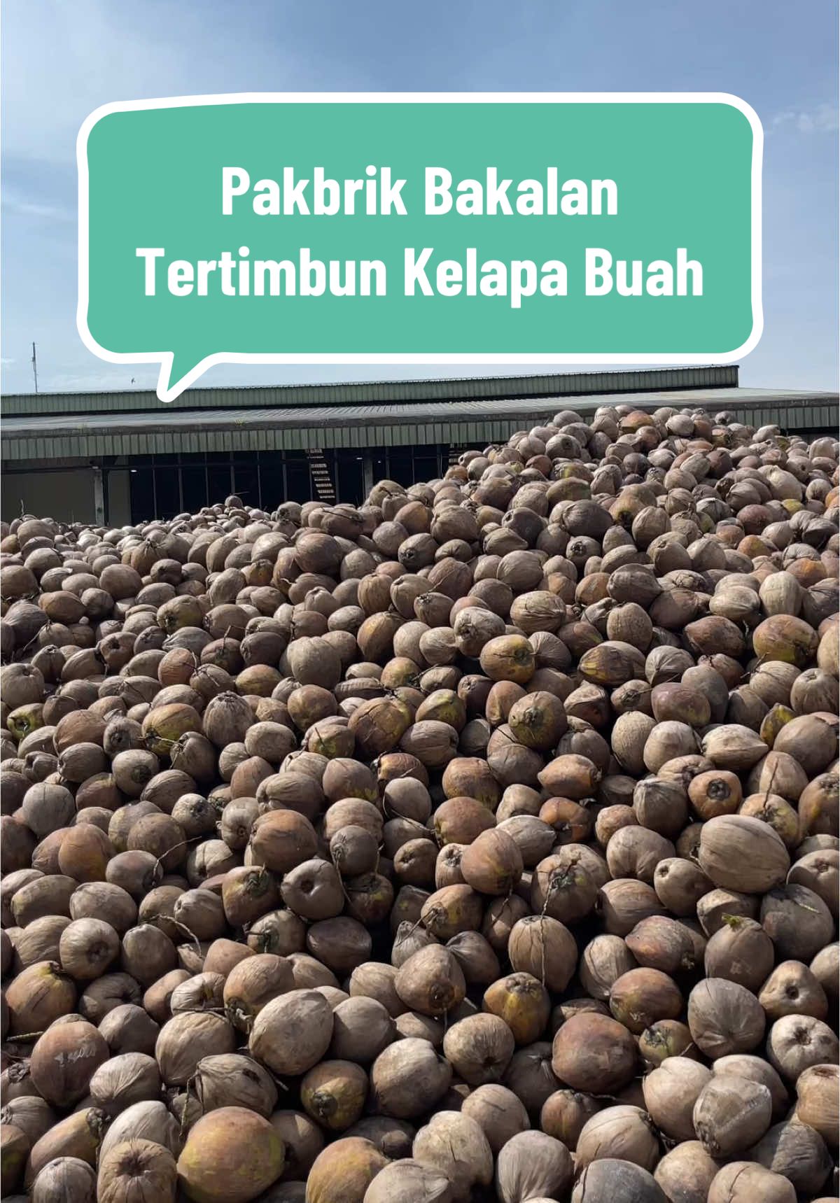 Pabrik ini bakalan tertimbun kelapa buah😬🥶 #fyp #fyppppppppppppppppppppppp #dewacoco #pabrik #petanisukses #pt #kelapa #malukuutara #halmahera #lewang #dehasking #dehasking #parer #vco #cno #jhl #CapCut #petanikelapa #halmaherabarat 