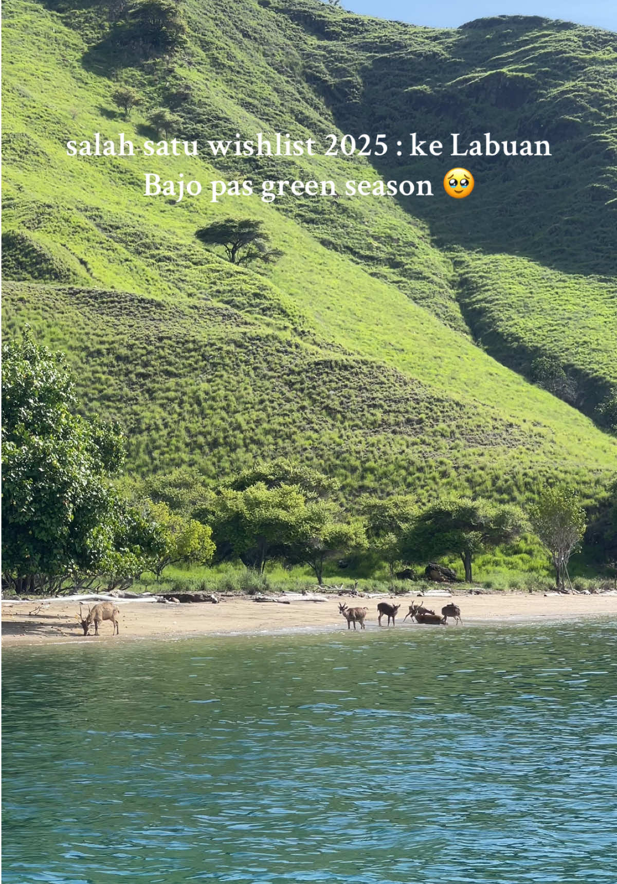 Jadi, udah masukin Labuan Bajo ke wishlist kalian belom? #komodoisland #labuanbajo #fyp #sailingtrip 