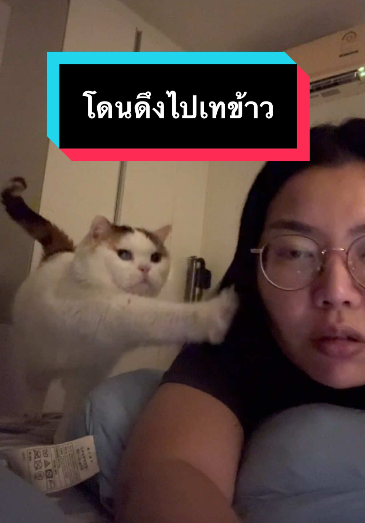 โดนดึงไปเทข้าวตอนตี 1 กว่า!! #มูมินแมวเหนียง #มู้ดดี้แมวแสบ #แมว #แมวน่ารัก #แมวอ้วน #สวนสัตว์tiktok #cat #catsoftiktok 